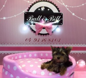 Yorkshire terrier vendre
