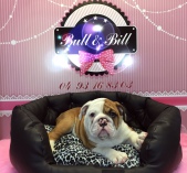 Vend Bulldog anglais