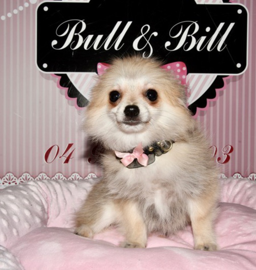Cavalier King Charles