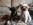 chihuahua, yorkshire, Bull et bill nice