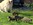 chihuahua mini bull et bill nice