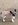 chiot bouledogue français Nice Bull et Bill