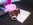 spitz miniature animalerie Bull et Bill Nice