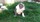 Bulldog anglais Nice Animalerie Bull et Bill