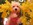 bichon maltais nice bull et bill