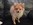 chiots animalerie bull et bill nice