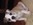 bulldog anglais animalerie nice Bull et Bill