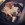 Chiot Spitz animalerie Bull et Bill Nice