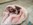 Chihuahua miniature Nice Bull et Bill