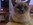 Chiot Bull et Bill Nice
