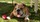 Bulldog Anglais Animalerie Nice Bull et Bill