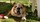 Bulldog Animalerie Nice