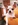 chihuahua nice animalerie Bull et Bill