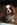 cavalier king charles animalerie Bull et Bill Nice