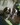 cavalier king charles nice animalerie Bull et Bill