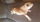 bulldog anglais nice animalerie Bull et Bill