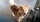 chiot shiba inu nice Bull et Bill