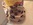 chiot chihuahua nice animalerie Bull et Bill