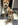 shiba inu animalerie Bull et Bill Nice