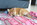 shiba inu nice animalerie Bull et Bill