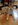 animalerie Bull et Bill Nice Shiba Inu