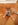 shiba in nice animalerie Bull et Bill