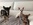 chiot chihuahua nice Bull et Bill