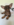 chihuahua miniature nice Bull et Bill