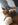 chiot spitz nain animalerie nice Bull et Bill