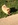 chiot spitz nain animalerie nice bull et bill