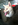 chiot shiba inu animalerie Nice Bull et Bill