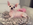 chiot chihuahua Bull et Bill Nice