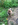 chiot spitz nain animalerie Nice Bull et Bill