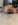 spitz miniature  animalerie Bull et Bill