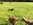 chiot chihuahua nice Bull et Bill