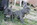 bouledogue Français Bleu Bull et Bill