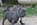 bouledogue Bleu Nice Bull et Bill