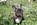 bouledogue chiots animalerie Bull et Bill Nice