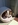 chiot chihuahua Bull et Bill Nice