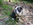 chiot animalerie Bull et Bill
