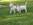 bull terrier miniature Bull et Bill Nice