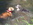 chiot Bulldog Anglais Bleu Bull et Bill Nice