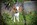 cavalier king charles bull et bill nice