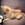 Chiot Bull et Bill Nice
