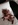 chiot spitz bull et bill