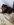 spitz nain nice animalerie Bull et Bill