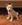 shiba inu à vendre Bull et Bill