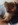 spitz nain nice Bull et Bill