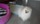 vends spitz nain animalerie Bull et Bill