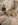vends chihuahua nice animalerie bull et bill